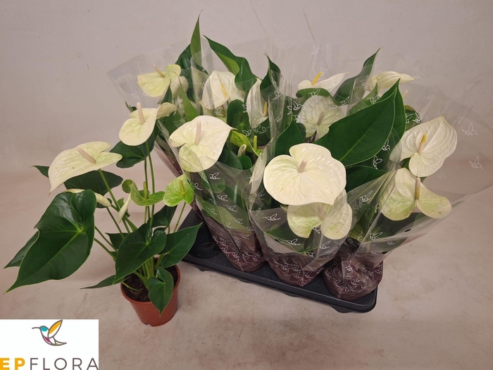 <h4>ANTHU A ARISA WHITE</h4>