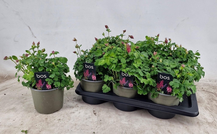 <h4>AQUIL CAERULEA</h4>