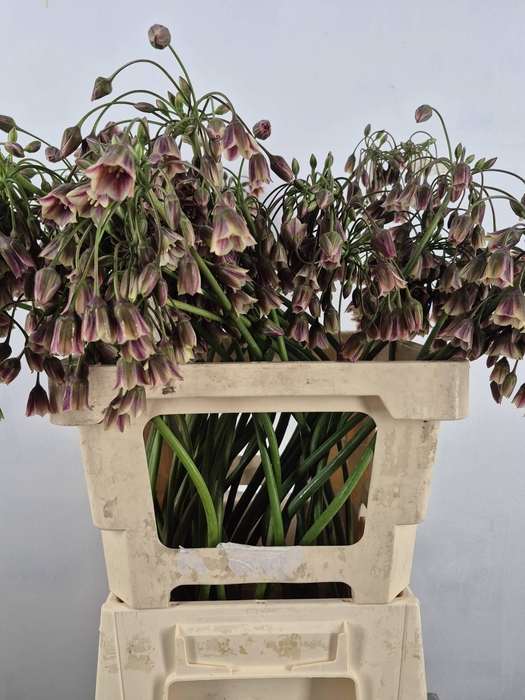 <h4>ALLIUM NECT SICULUM BULGAR ARTISTIEK</h4>