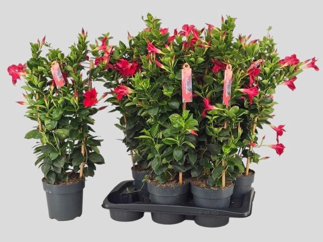 <h4>MANDE SUN RED</h4>