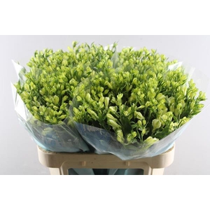 Alstr White Pearls (tros Wit)