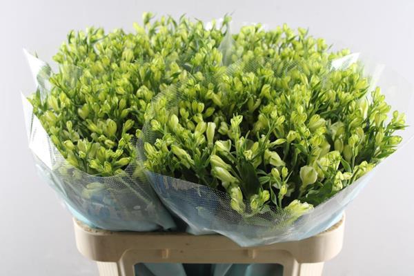 <h4>Alstr White Pearls (tros Wit)</h4>