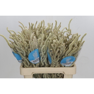 Amaranthus Yearming Desert