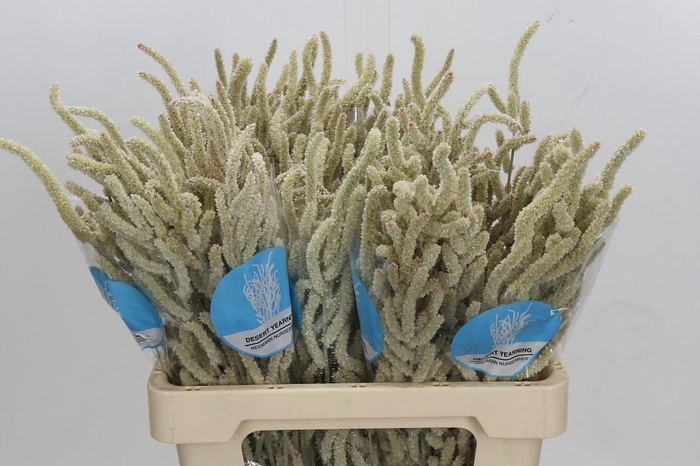 <h4>Amaranthus Yearming Desert</h4>