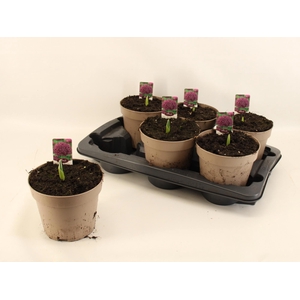 ALLI PURPL SENSATION