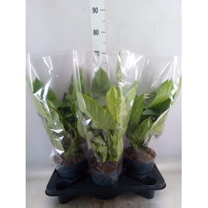 Philodendron  'Silver Queen'