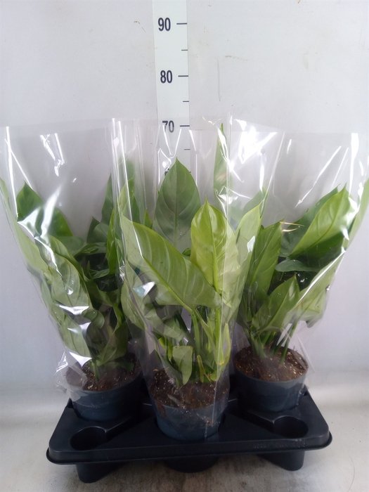 <h4>Philodendron  'Silver Queen'</h4>