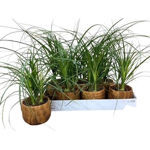 BEAUCARNEA RECUR
