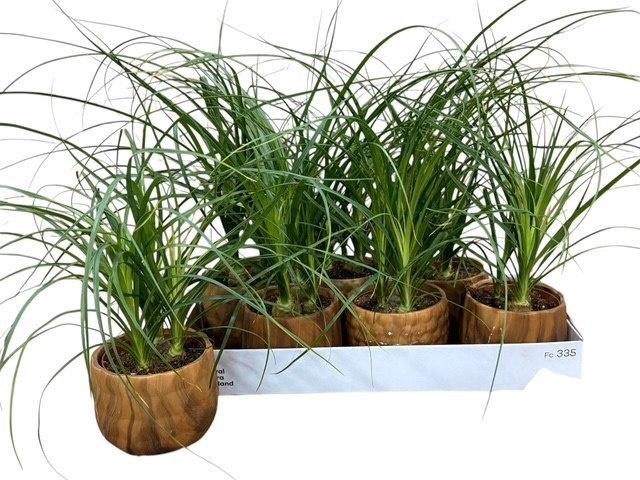 <h4>BEAUCARNEA RECUR</h4>
