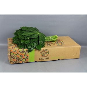 ARALIA 70 CM BROWN BOX