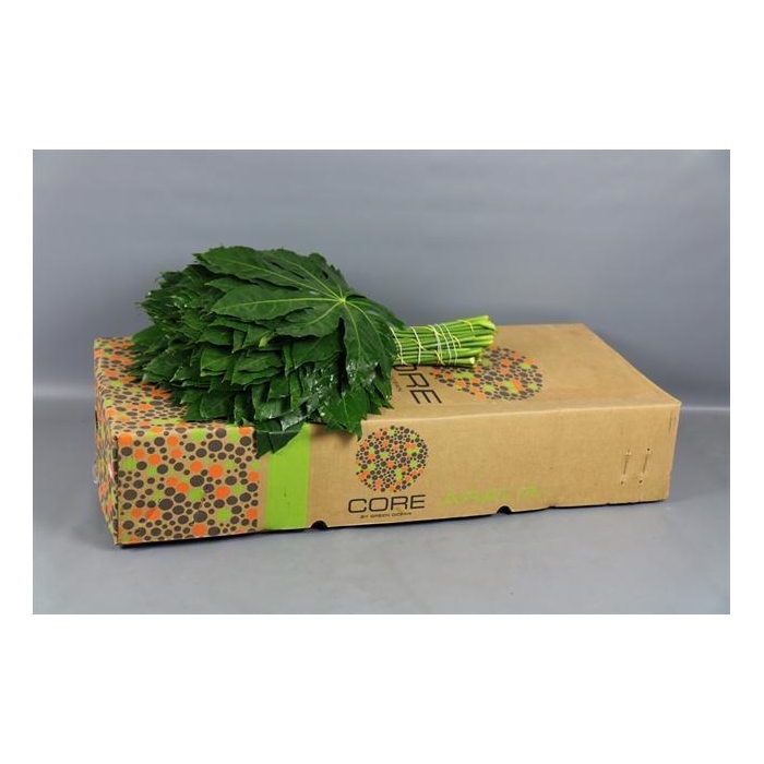 <h4>ARALIA 70 CM BROWN BOX</h4>