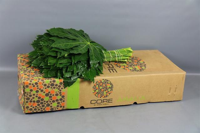 <h4>ARALIA 80 CM CORE</h4>