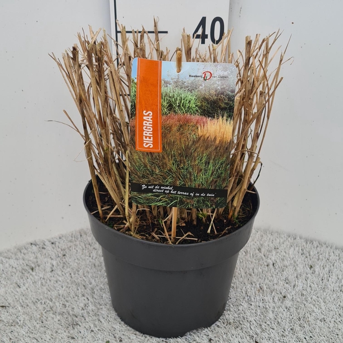 <h4>Miscanthus Sin. Red Chief P26</h4>