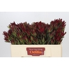Leucadendron Blush Spray