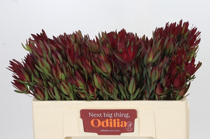 Leucadendron Blush Spray