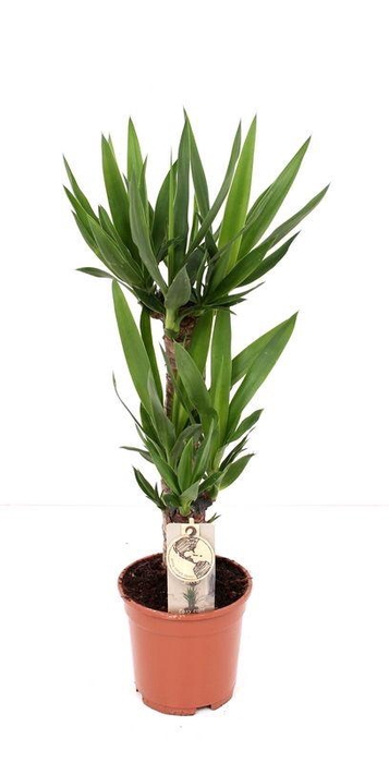 <h4>Yucca P17 45-20</h4>