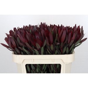 Leucadendron Saf Sunset Dark R.