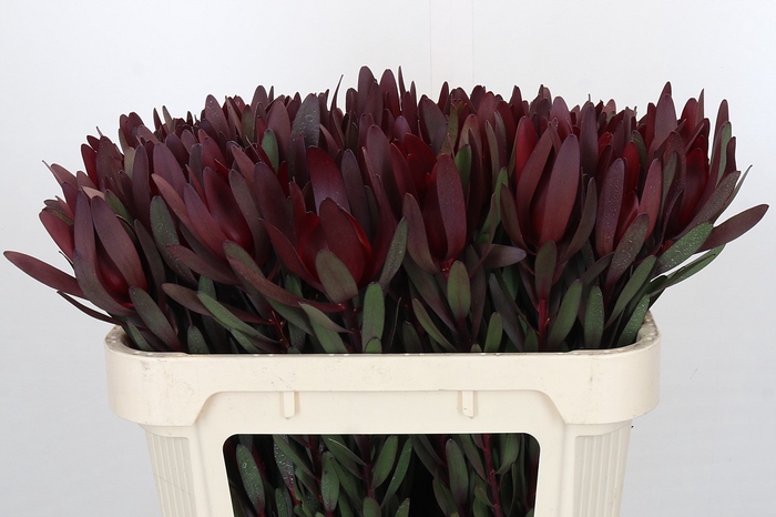 <h4>Leucadendron Saf Sunset Dark R.</h4>