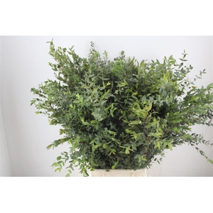 Euca Parvifolia 400gr P Bunch