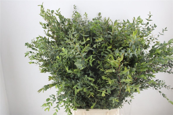 <h4>Euca Parvifolia 400gr P Bunch</h4>