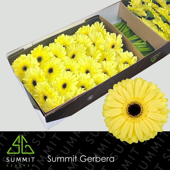 <h4>Gerbera Matteo Doos</h4>