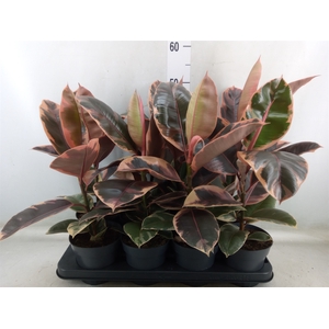 Ficus elastica 'Belize'