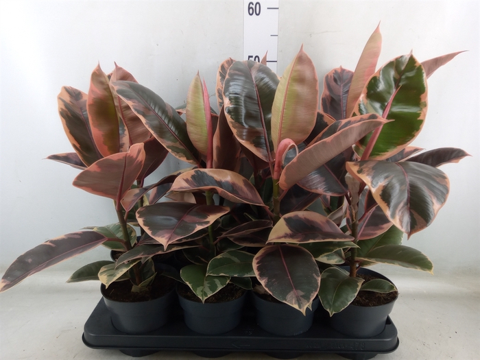 <h4>Ficus elastica 'Belize'</h4>