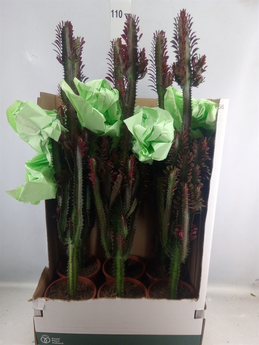 <h4>Euphorbia trigona 'Rubra'</h4>