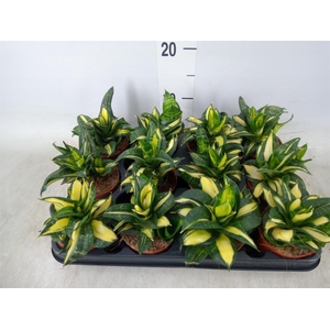 Sansevieria trifa. 'Hahnii'