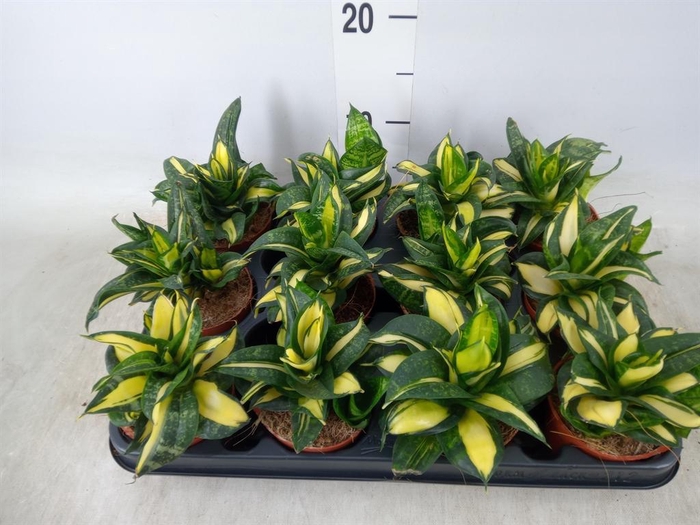 <h4>Sansevieria trifa. 'Hahnii'</h4>