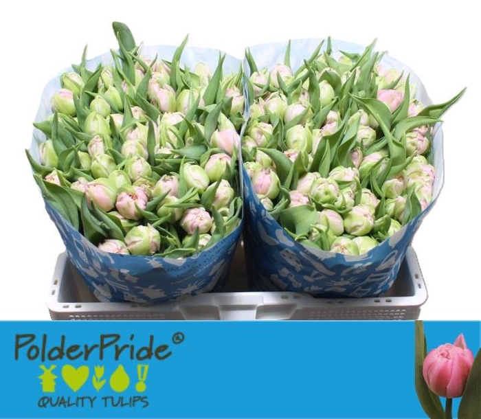 <h4>TU DU MAITRESSE</h4>