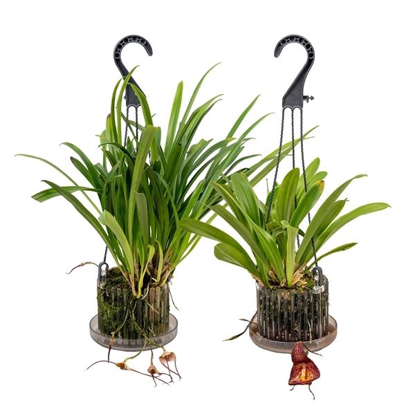 <h4>Orchidee</h4>