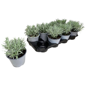 Lavandula angustifolia