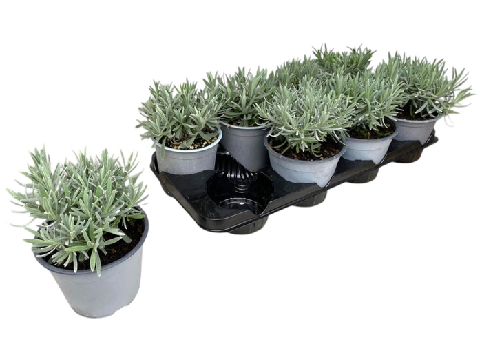 <h4>Lavandula angustifolia</h4>