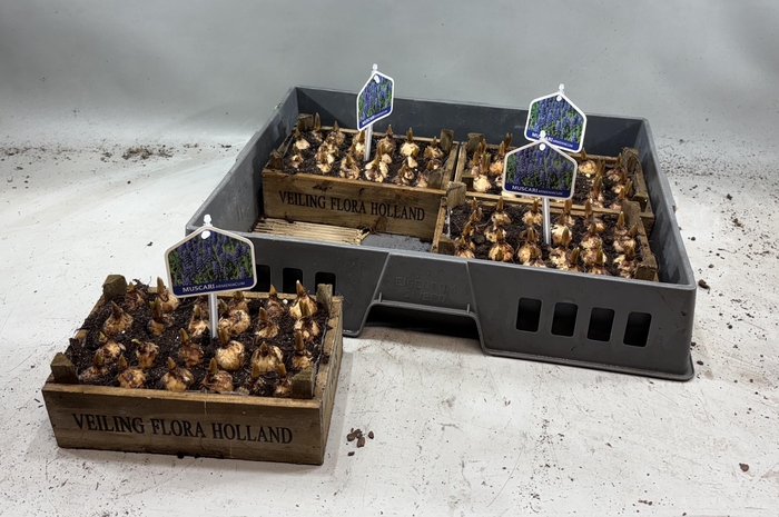 <h4>ARR MUSCARI</h4>