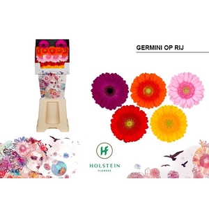 Germini Mix 3 kleuren Diamond