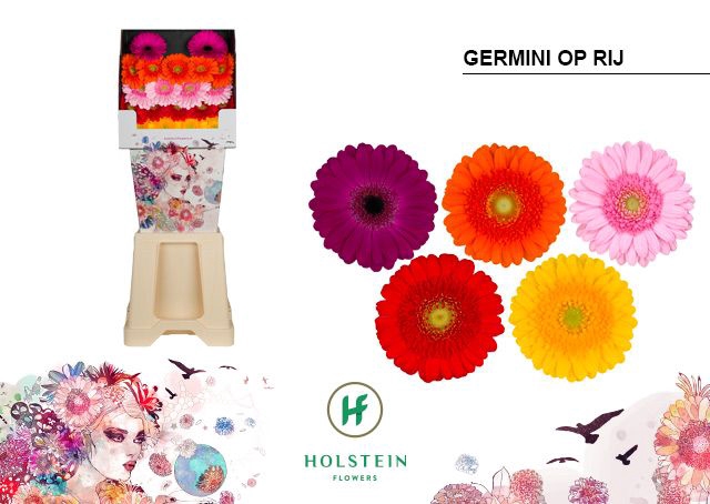 <h4>Germini Mix 3 kleuren Diamond</h4>