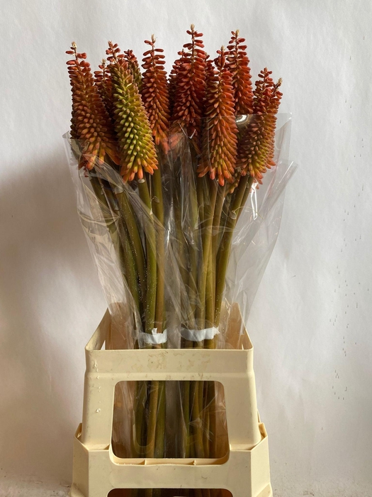 <h4>KNIP ALCAZAR</h4>