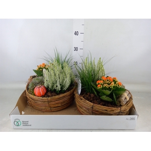 Arr.   Tuinplanten L%