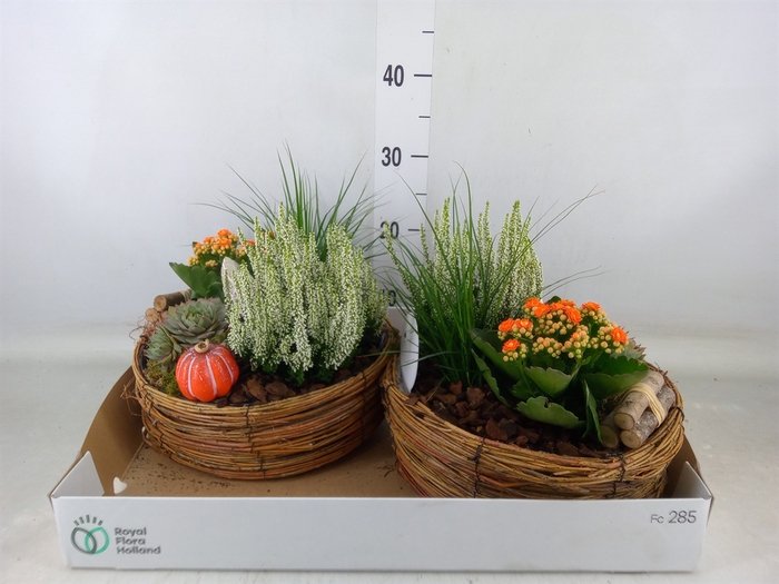<h4>Arr.   Tuinplanten L%</h4>