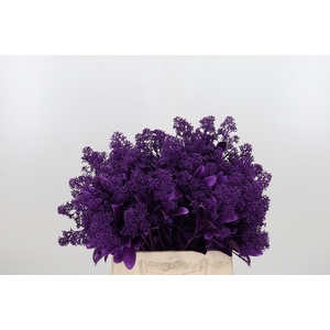 Skimmia Kl Bh Metallic Violet