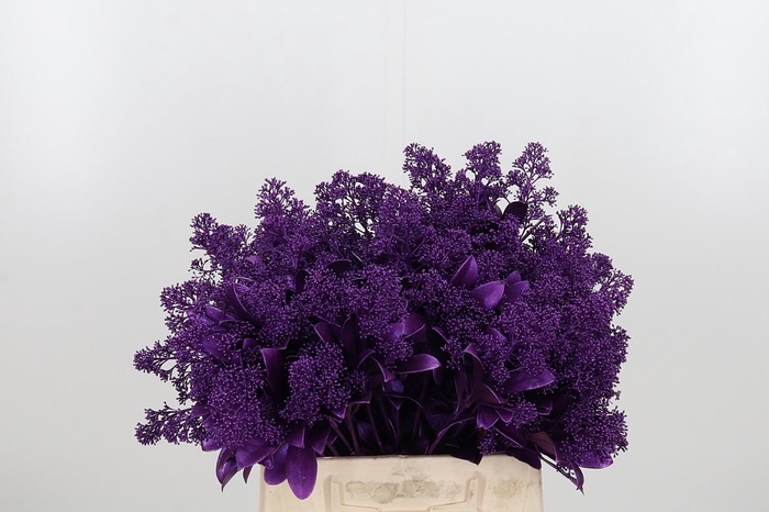 <h4>Skimmia Kl Bh Metallic Violet</h4>