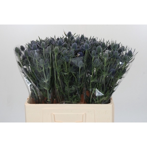 Eryngium Blue Dynamite