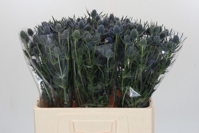 <h4>Eryngium Blue Dynamite</h4>