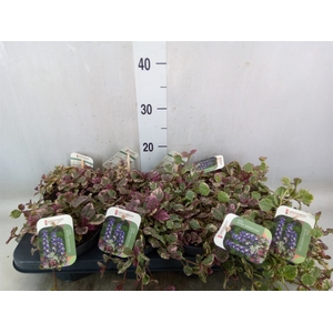 Ajuga reptans 'Burgundy Glow'