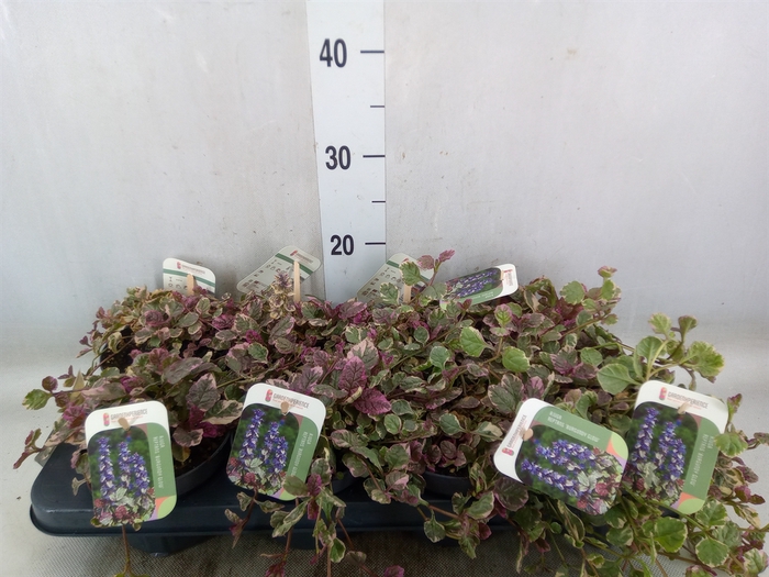 <h4>Ajuga reptans 'Burgundy Glow'</h4>