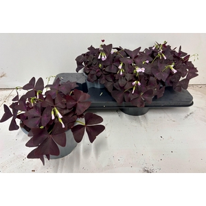 OXALIS TRIANGULARIS