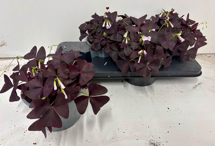<h4>OXALIS TRIANGULARIS</h4>
