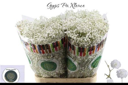 <h4>Gyps Pa Xlence</h4>