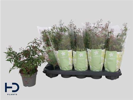 <h4>Jasm Polyanthum Rz 22+</h4>